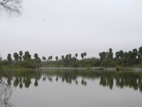 Rio Grande at Bentsen