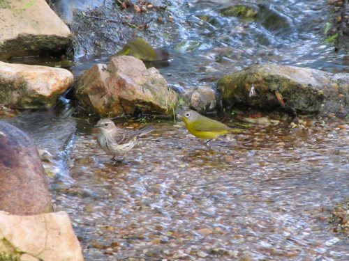 Warblers in the water