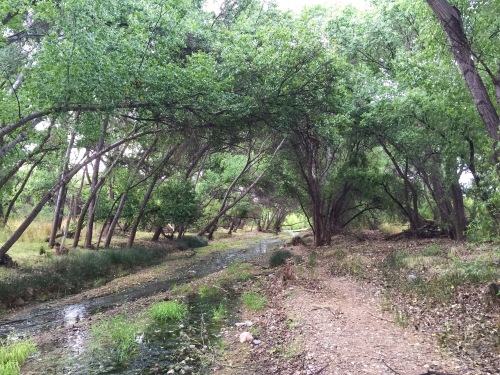 Cienega Creek Preserve